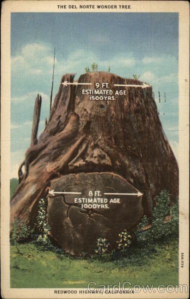 The Del Norte Wonder Tree Redwood Highway California