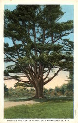 Whittier Pine, Center Harbor Whittier Pine, Center Harbor