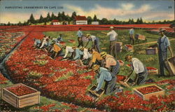 Harvesting Cranberries Cape Cod, MA Postcard Postcard