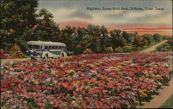 Highway Scene with Beds of Roses Postcard