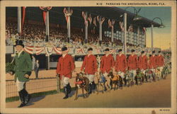 Parading the Greyhounds Miami, FL Postcard Postcard