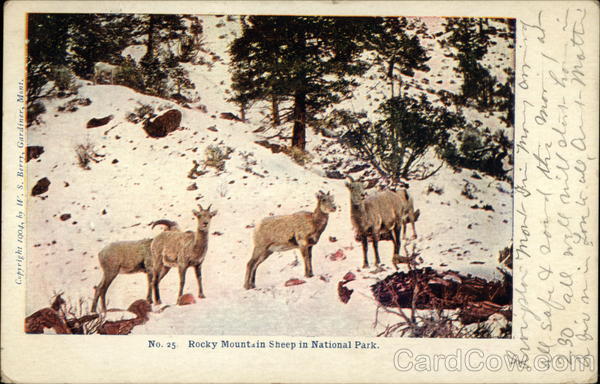 Rocky Mountain Sheep in National Park Rocky Mountain National Park