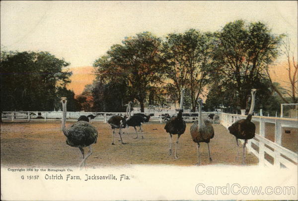 Ostrich Farm Jacksonville Florida