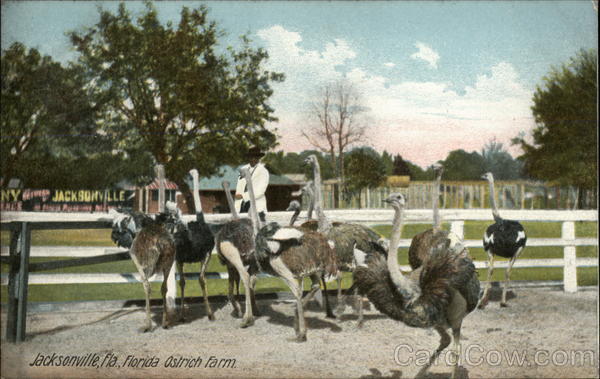 Ostrich Farm Jacksonville Florida