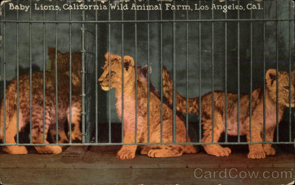 Baby Lions, California Wild Animal Farm Los Angeles
