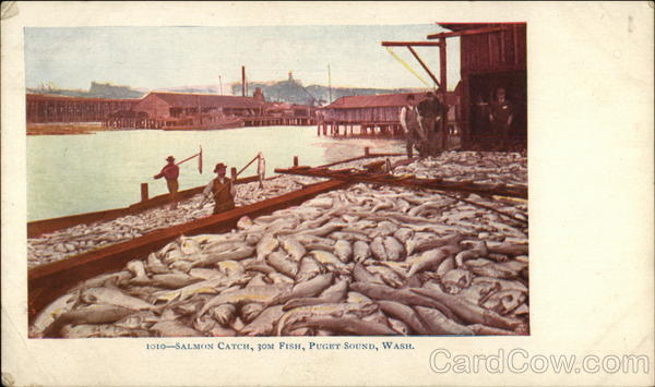 Salmon Catch, 30M Fish, Puget Sound Seattle Washington
