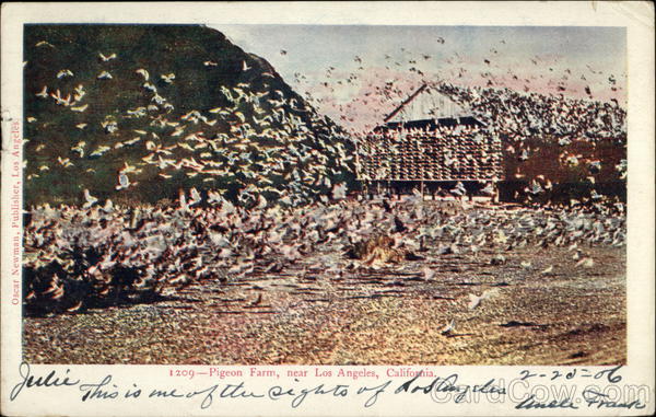 Pigeon Farm Los Angeles California