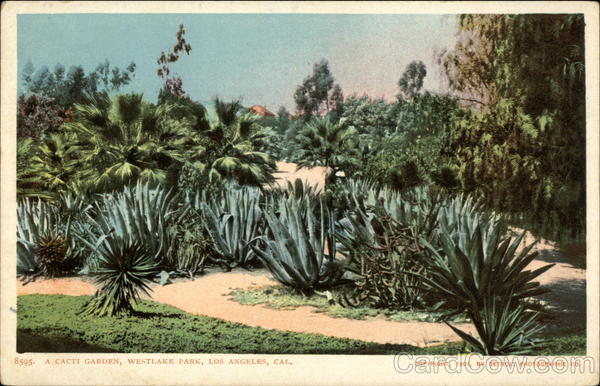 A Cacti Garden, Westlake Park Los Angeles California