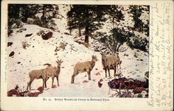 Rocky Mountain Sheep in National Park Rocky Mountain Sheep in National Park