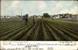 Celery Field Kalamazoo, MI Postcard Postcard