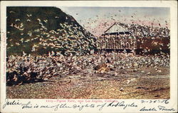 Pigeon Farm Los Angeles, CA Postcard Postcard