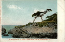 The Ostrich Tree Monterey, CA Postcard Postcard