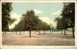A Florida Orange Grove Postcard Postcard