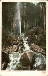 Geyser Shasta Springs California Postcard Postcard