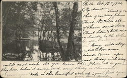 Calypso Island Bethlehem, PA Postcard Postcard
