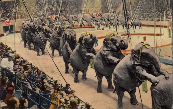 The Ringling Bros. and Barnum & Bailey Circus Sarasota Florida