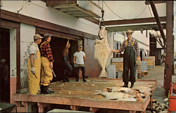 Unloading Halibut British Columbia Fish