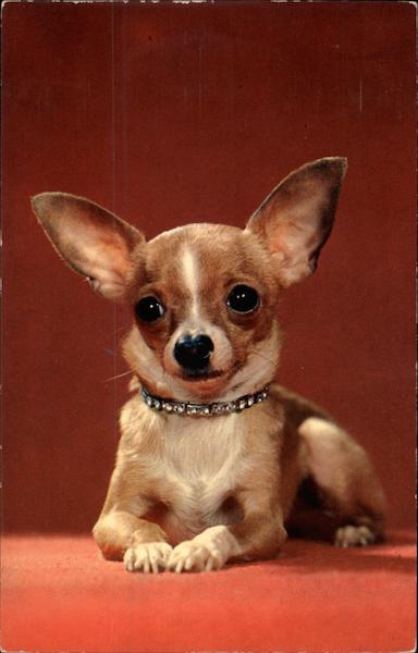 Chihuahua Dogs