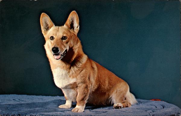 Welch Corgi Dogs