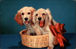 Red Ribbon Royalty Postcard