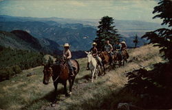 On the Shoulder of Mogollon Baldy, Elevation 10,800 Ft Postcard