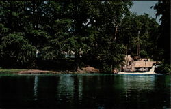 The San Marcos River Texas Postcard Postcard