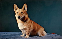 Welch Corgi Postcard