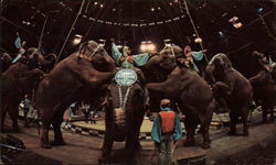 Ringling Bros. and Barnum & Bailey Circus Postcard Postcard
