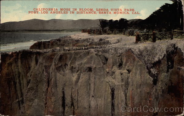 California Moss in Bloom, LInda Vista Park Santa Monica