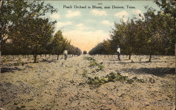 Peach Orchard in Bloom Denison Texas