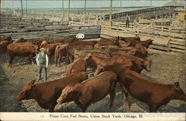 Prime Corn Fed Steers, Union Stock Yards Chicago Illinois