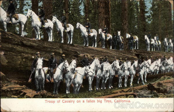 Troop of Cavalry on a fallen big tree California
