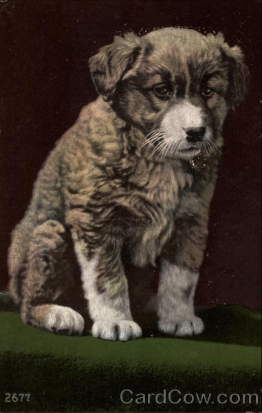 Brown & White Puppy Dogs