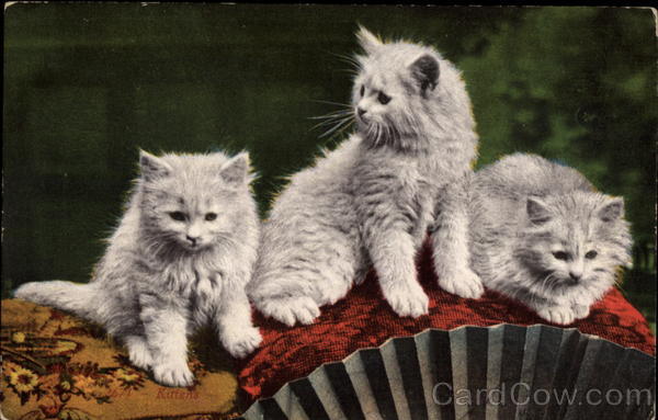 Three Gray and White kittens Cats