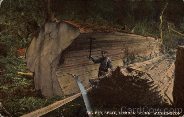 Big Fir, Split, Lumber Scene Washington