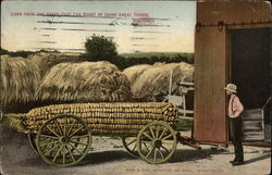 Corn from the State that Can Boast of Doing Great Things Kentucky Exaggeration Postcard Postcard