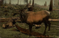 Elk at Brackenridge Park San Antonio, TX Postcard Postcard