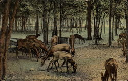 Deer Reserve, Brackenridge Park San Antonio, TX Postcard Postcard
