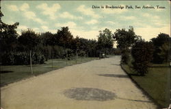 Drive in Brackenridge Park Postcard