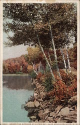 Under the Birches at Alton Bay New Hampshire Postcard Postcard