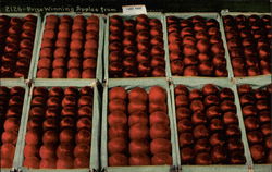 Prize Winning APples Postcard