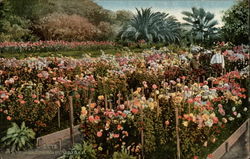 Chrysanthemum Garden Flowers Postcard Postcard