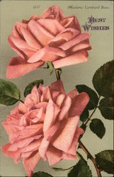 Madame Lambard Rose Flowers Postcard Postcard