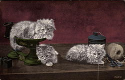 Three Gray and White Kittens with ball of string Postcard