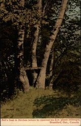 Bell's Seat in Birches (where he received his first 'phone messate) Postcard