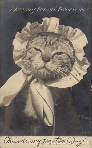 Kitten in a Bonnet Cats