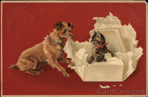 Dog and a Kitten in a Box Cats