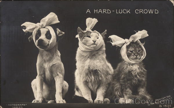 A Hard-Luck Crowd Cats