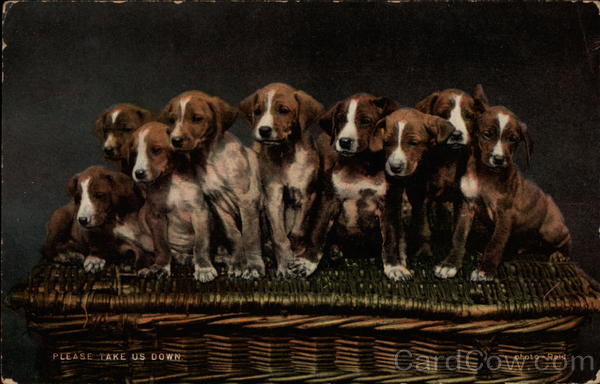 Please Take Us Down Dogs