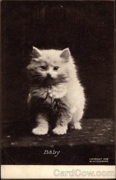 Baby - Portrait of White Kitten Cats